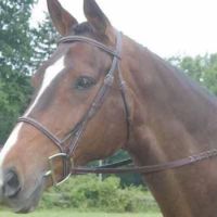 Collegiate Square Raised Bridle Horse Brown