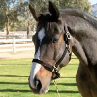 Essex Leather Halter Horse