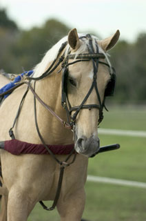 Palomino Horse in Driving Rig