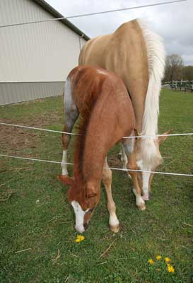 Loose fencing is a hazard to your horse