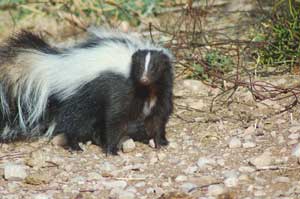 Skunks hanging around the barn are a nuisance & a possible threat to your horse's health