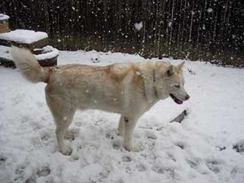 My dog, Zeus, loves the snow